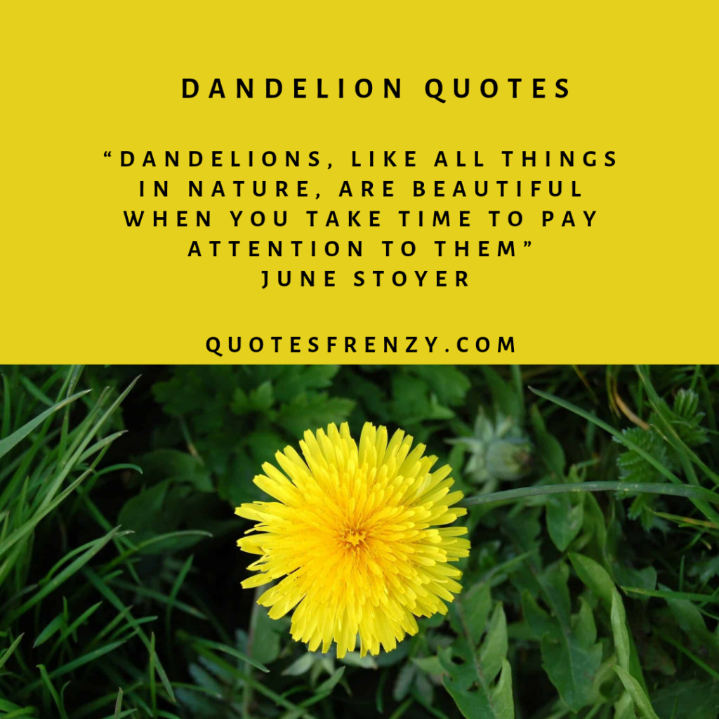 Dandelion Quotes And Sayings – Quotes Sayings | Thousands Of Quotes Sayings