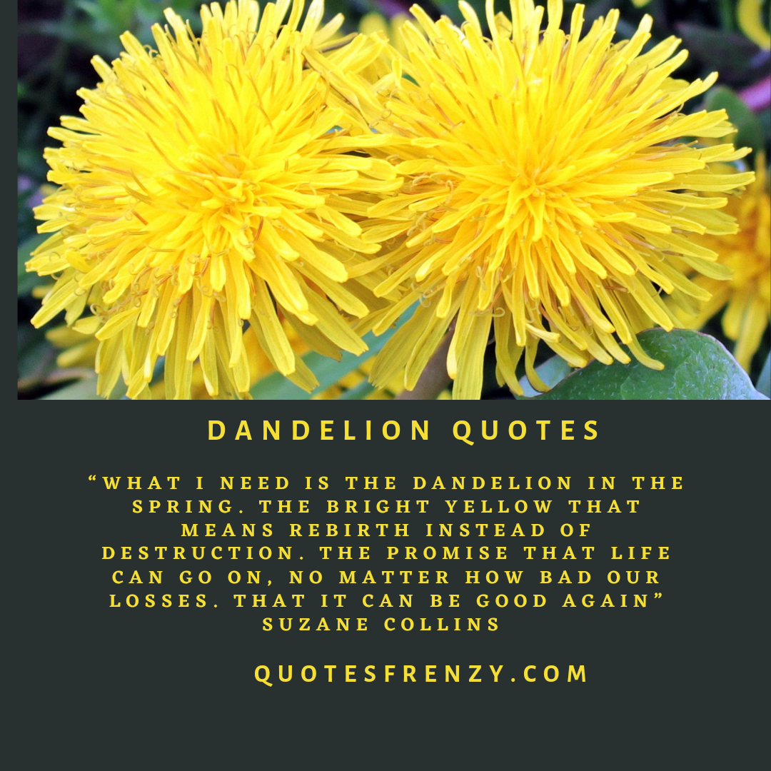 Dandelion Quotes And Sayings – Quotes Sayings | Thousands Of Quotes Sayings