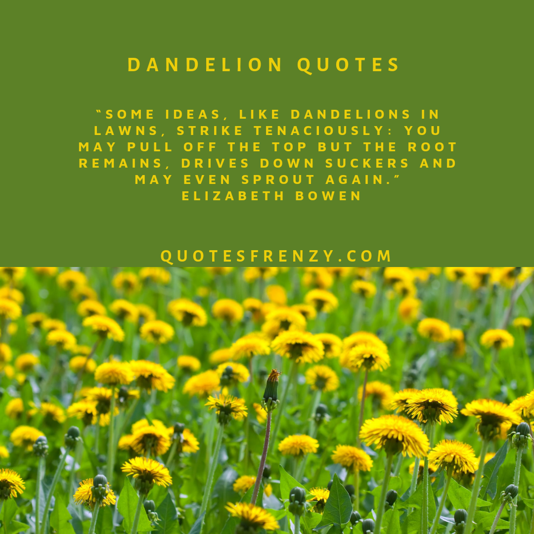 Dandelion Quotes And Sayings – Quotes Sayings | Thousands Of Quotes Sayings