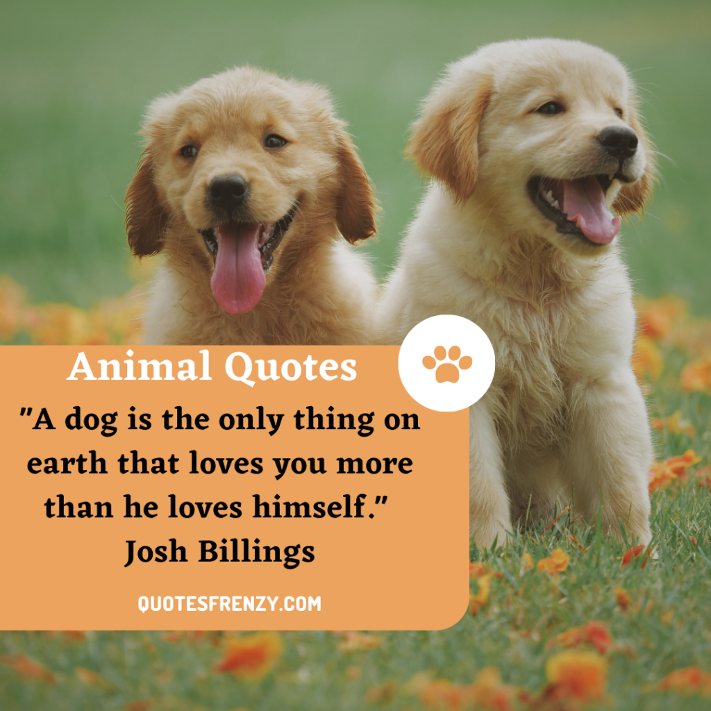 100 Animal Quotes And Sayings – Quotes Sayings | Thousands Of Quotes Sayings